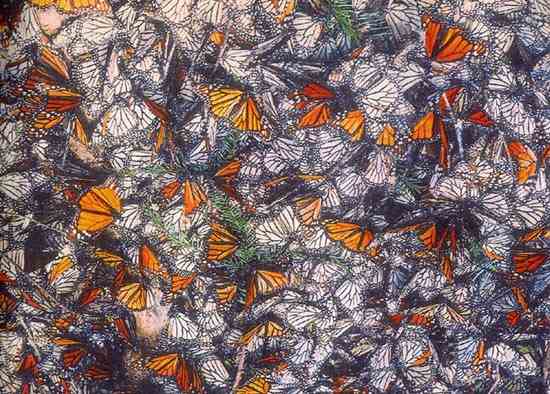 
Monarch butterflies...the royal family of migratory insects.
